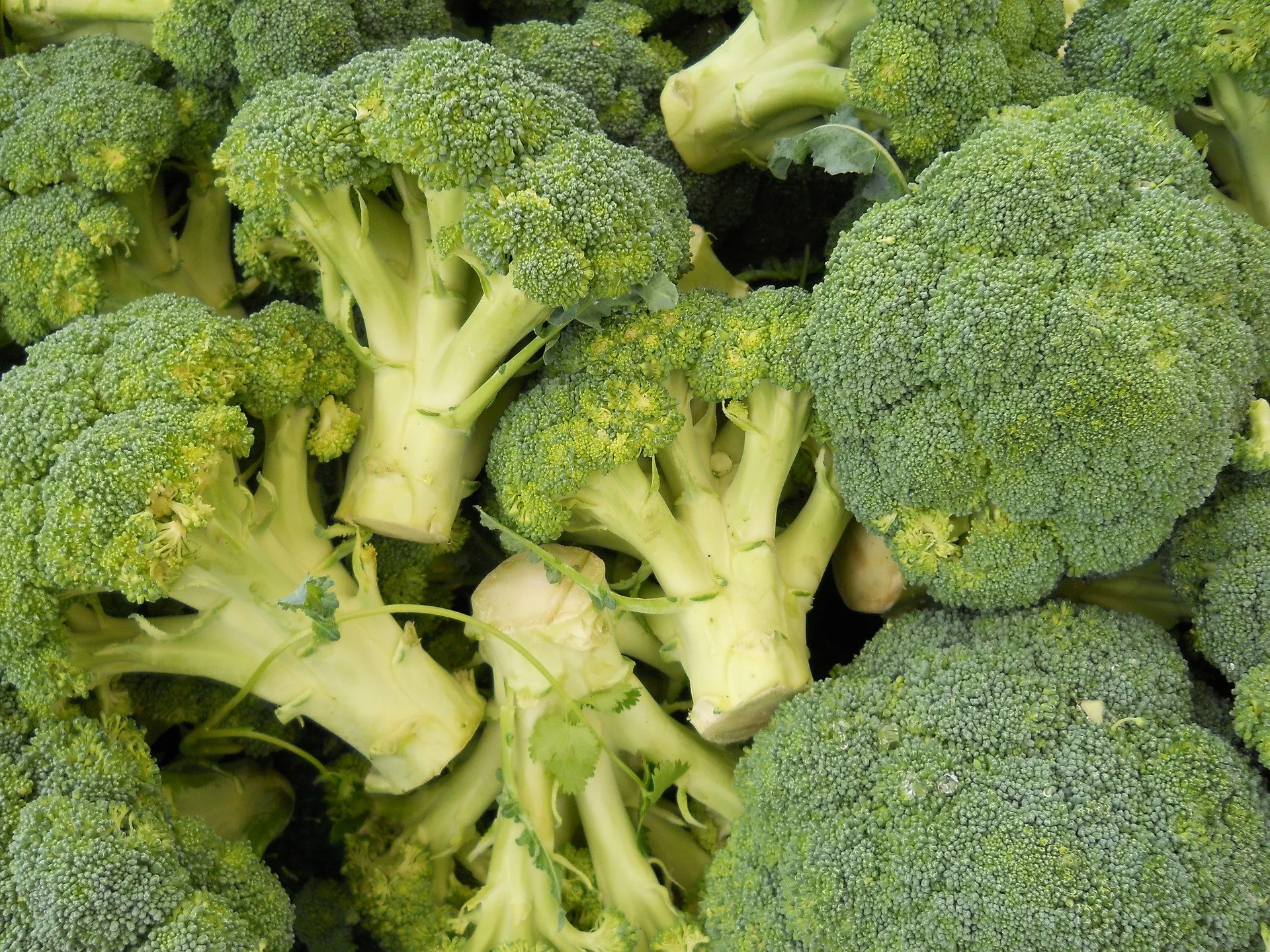 Efektet magjike të brokolit