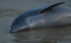 Më shumë se 100 delfinë ngordhin në Amazonë pasi uji nxehet deri në 39 gradë Celsius
